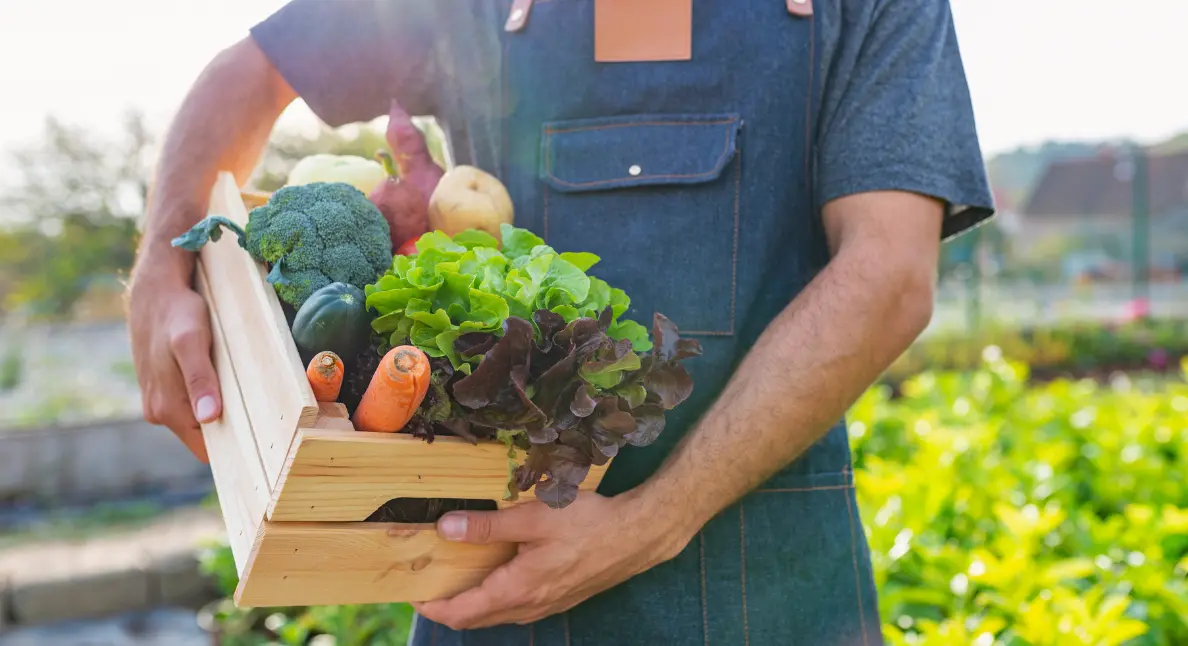Farmers market vendor holding a wooden crate filled with freshly harvested lettuce, carrots, broccoli, and root vegetables in a sunlit field.