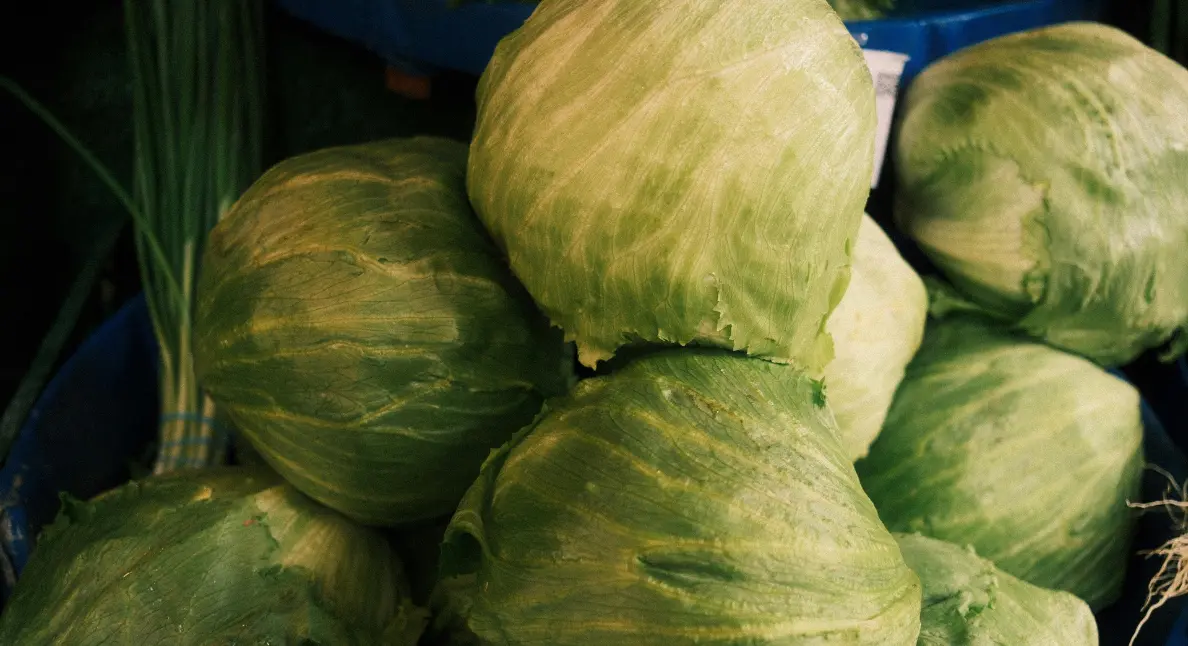 Food for mindful living shown through freshly harvested iceberg lettuce heads at a local produce market.